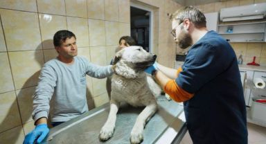 Depremzede köpek İzmir’de yaşayacak