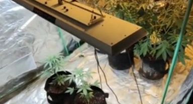 Evinde çadır kurup uyuşturucu yetiştirmiş