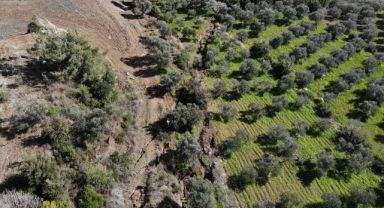 Hatay'da dev fay yarıkları ve çukurlar ağaçları yuttu