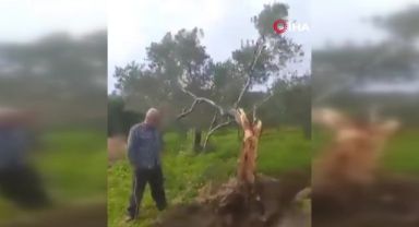 Herkes bu ağacı konuşuyor... Depremde yarıldı ve yarısı 10 metre ileriye taşındı