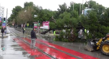 Kültürpark önündeki ağaç bir anda devrildi