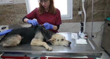 Menemen Belediyesi depremzede can dostlara sahip çıktı