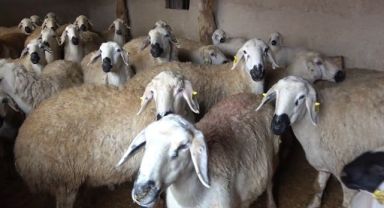 Uzmanından şap varyantı uyarısı: Çok hızlı bir şekilde bulaşıyor