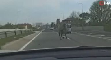Başıboş at trafiği karıştırdı