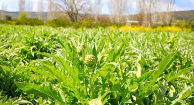 Başkan Yetişkin'den enginar daveti