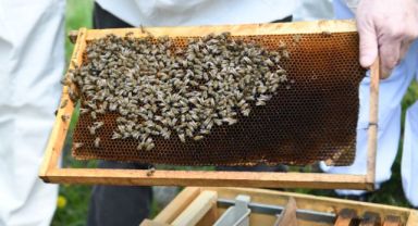 Bornova Belediyesi’nden uygulamalı arıcılık eğitimi