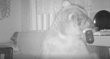 Dev ayı 4 aydır yaylada girilmedik ev bırakmadı