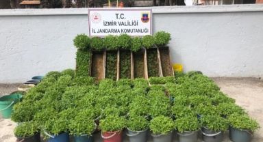 Saksı ve arı kovanlarına kenevir ekti