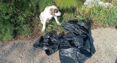Yavru köpeği ağzı bağlı poşete koyup yol kenarına atmışlar