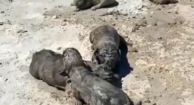 Yavru köpeklere beton atık suyu katliamı