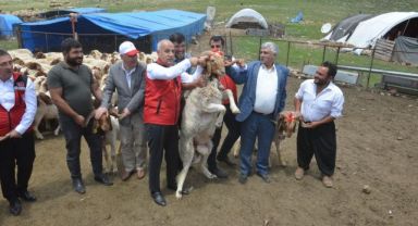 Depremzede yetiştiricilere karşılıksız 43 bin 618 hayvanın dağıtımı başladı