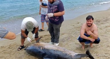 Kuşadası’nda iki yunus karaya vurdu