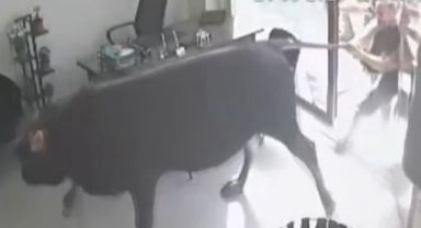 Mezbehaneden kaçan dana emlakçıda yakalandı