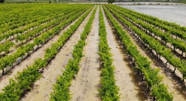 Sel felaketi tarım arazilerini vurdu!