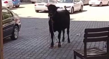 İzmir'de kurbanlık danalar kaçtı, sahipleri kovaladı