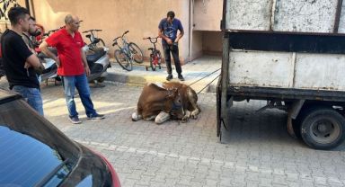 Kaçan kurbanlık yakalandı, 1 kişi yaralandı