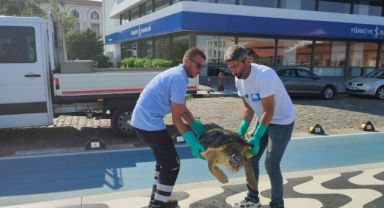 Körfez’de yaralı “Caretta Caretta” bulundu