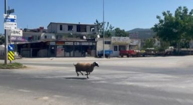 Kurbanlık koç trafiği birbirine kattı