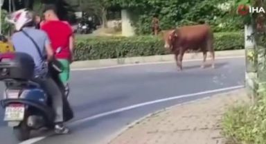 Sahibinin elinden kaçan kurbanlık dana ortalığı birbirine kattı