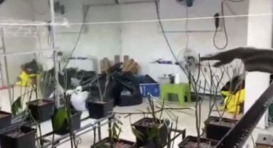 Sera eve operasyon: 5 milyon liralık marihuana ele geçirildi