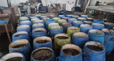Yasadışı yollarla avlanan deniz patlıcanları denize salındı