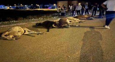 Araç sürüye çarptı: 7 büyükbaş hayvan telef oldu