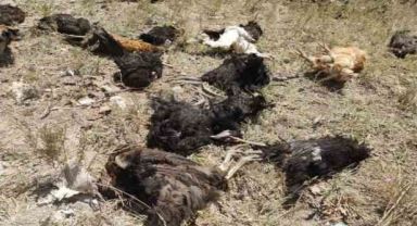 Başıboş köpekler 50 tavuğu telef etti