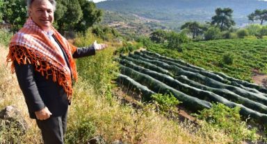 Bornova Kınalı Bamyası'nın hasadı başladı