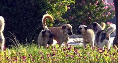 İzmir’de sağlıksız ortamda bakılan 52 köpeğe el konuldu