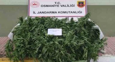 Jandarma, ormanlık alana ekilen hint kenevirlerini ele geçirdi