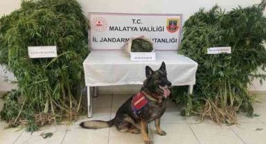 Jandarmadan uyuşturucu operasyonu: 1 tutuklama
