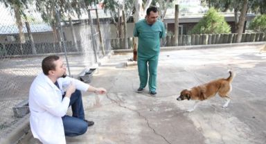 Karşıyaka’nın ampute köpekleri emin ellerde