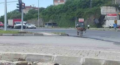 Sahipsiz eşek trafiği birbirine kattı