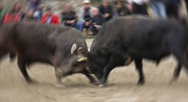 Yemlemek istediği boğanın saldırısına uğrayan kadın öldü