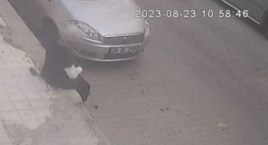 İzmir’de korkunç olay: Farenin ısırdığı kadın hastanelik oldu