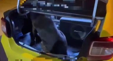 Narkotik köpekleri iş başında… İşte böyle buldular!