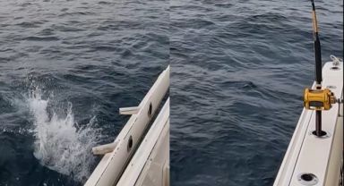 İzmir’de oltaya takılan orkinos 100 binlik zarar verdi!