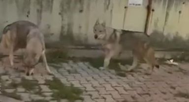 Aç kalan kurtlar İstanbul’da şehir merkezine indi