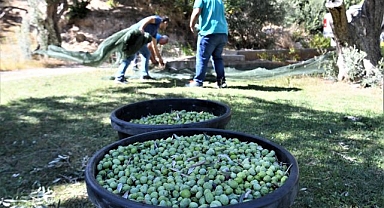 Bornova'da zeytincilik eğitimleri devam ediyor