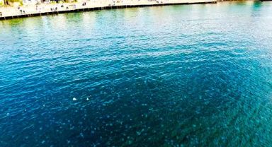 Denizanalarının Foça istilası havadan görüntülendi
