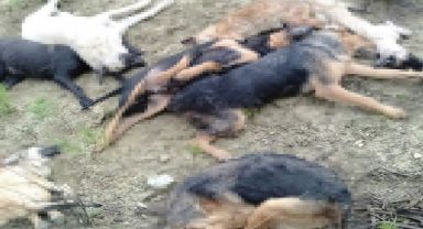 Öldürülen sokak köpekleri ile ilgili 4 kişi gözaltına alındı