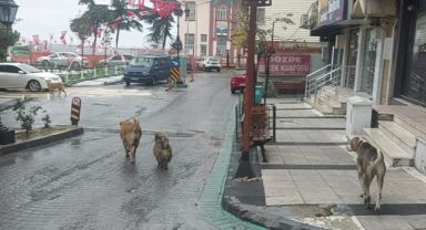 Depremden hemen sonra sokakta çok sayıda köpek gözlendi