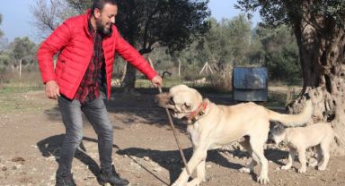 Köpek saldırıları için uzmanı uyardı!