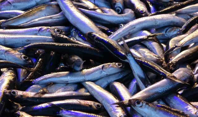 Hamsinin fiyatı yeni yılda geriledi