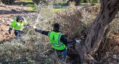 Buca Onat Tüneli’nin güzergâhındaki ağaçlar koruma altında