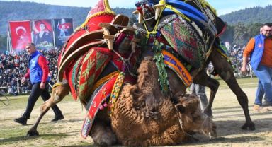 Torbalı'da Deve Güreşi Festivali gerçekleşti