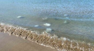 Akdeniz’in Hatay kıyılarında ölü denizanaları kıyıya vurdu