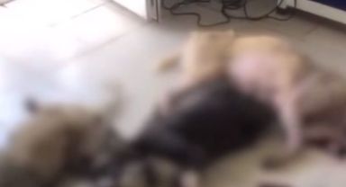 Kemalpaşa Belediyesi Hayvan Barınağı'nda kan donduran olay!