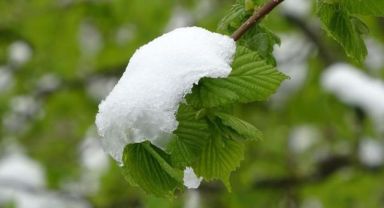 Meteorolojiden zirai don uyarısı