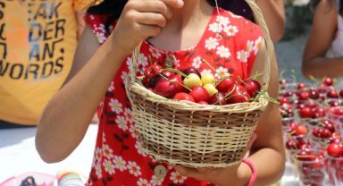 12.Bayındır Balcılar Kiraz Festivali pazar günü yapılacak